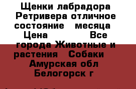 Щенки лабрадора Ретривера отличное состояние 2 месяца › Цена ­ 30 000 - Все города Животные и растения » Собаки   . Амурская обл.,Белогорск г.